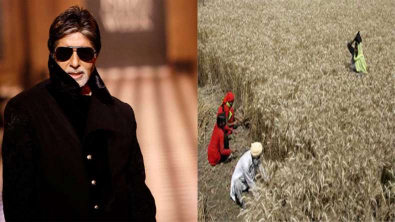 Amitabh Bachchan farmland yields 200 quintals of wheat