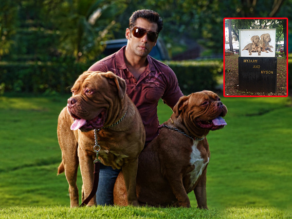 What a perk for being Salman Khan's pets!
