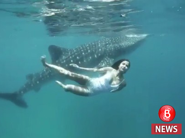 Katrina Kaif's new instagram video swimming with a whale shark