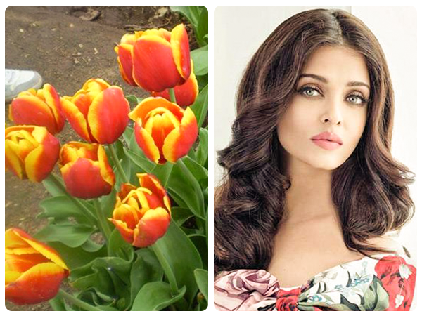 aishwarya rai bachchan lily