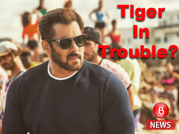 Salman Khan Tiger ZInda Hai