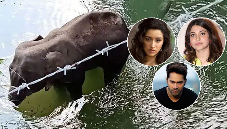 Shraddha Kapoor, Varun Dhawan, Anushka Sharma