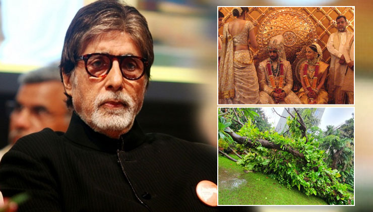 Amitabh Gulmohar Tree