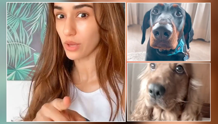 Rasode Mein Kaun Tha Disha Patani