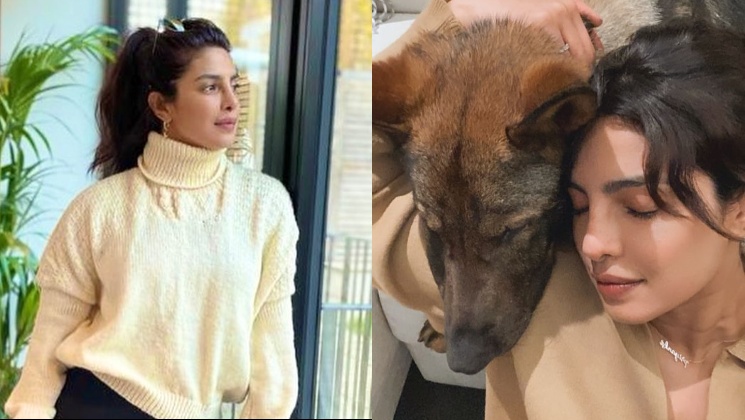 Priyanka Chopra, Priyanka Chopra Jonas, Priyanka Chopra pics, Priyanka Chopra dog, Nick Jonas