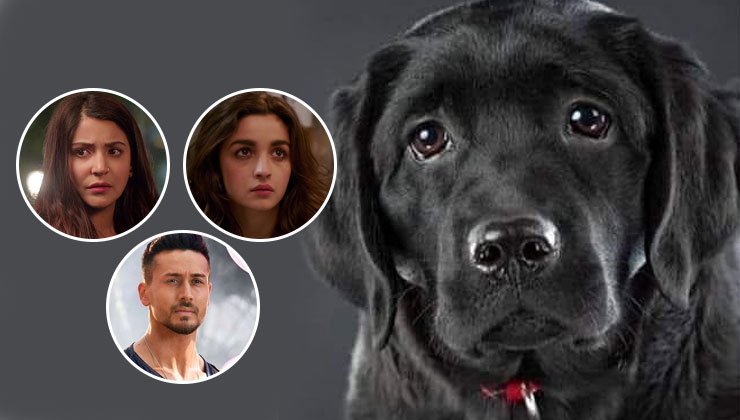 dog bruno, justice for bruno, anushka sharma, alia bhatt, tiger shroff, sophie choudry, disha patano, labrador dog bruno, animal cruelty