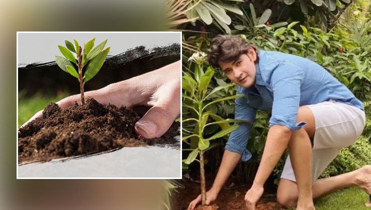 Mahesh Babu, Mahesh babu birthday