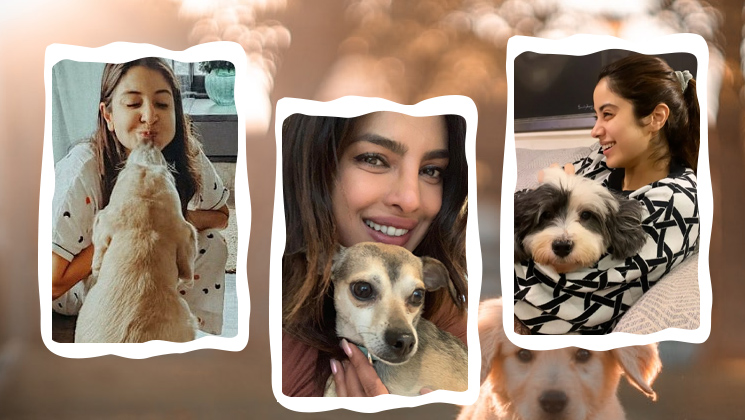 bollywood celebrity dogs, celebritys dogs, priyanka chopra, priyanka chopra dog,