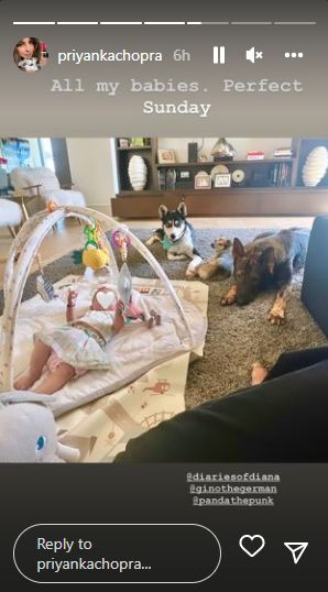 priyanka chopra, priyanka chopra daughter, priyanka chopra pets, malti 