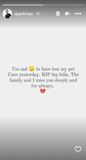 ajay devgn, ajay devgn pet, coco, 