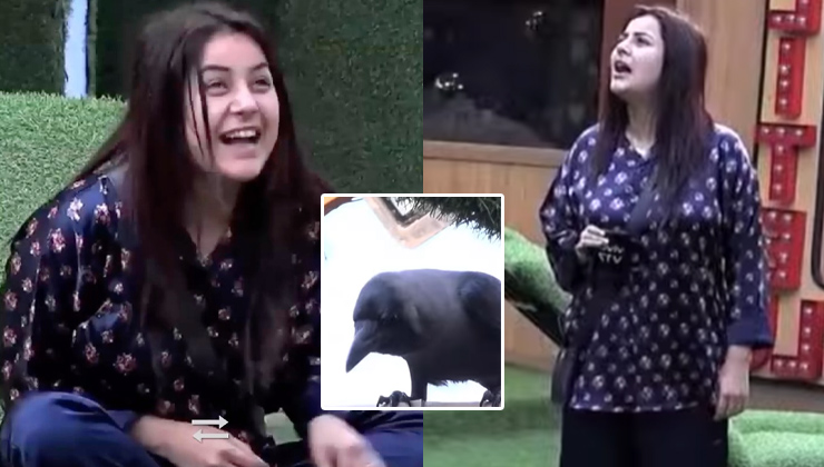This throwback video of Shehnaaz Gill interacting with a crow is too cute to be missed