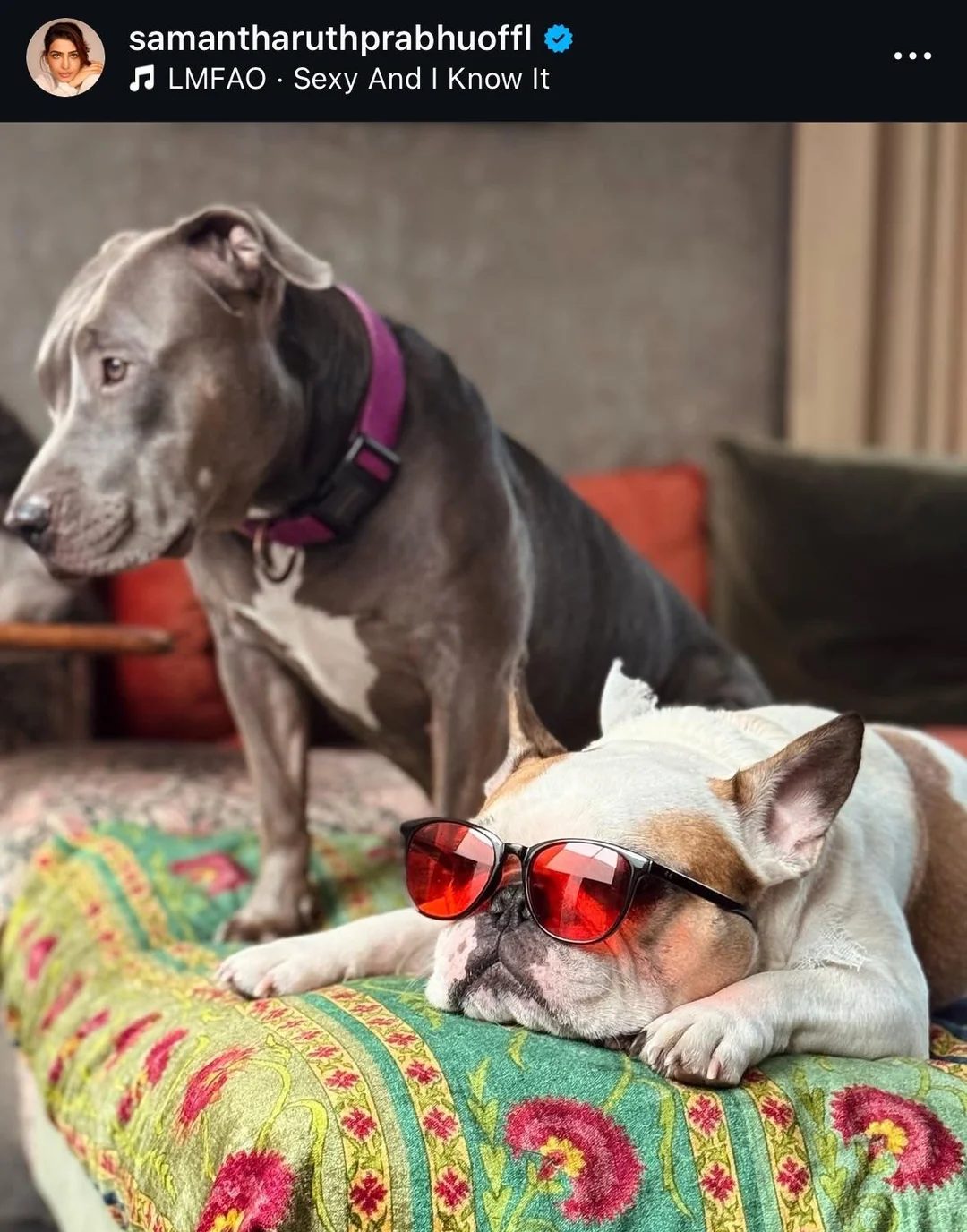 Samantha And Naga Dog Hush