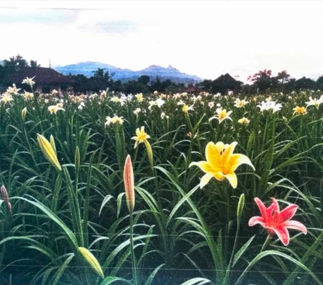 Sukesh Chandrashekhar Gifts Jacqueline's Mother Tulip Garden