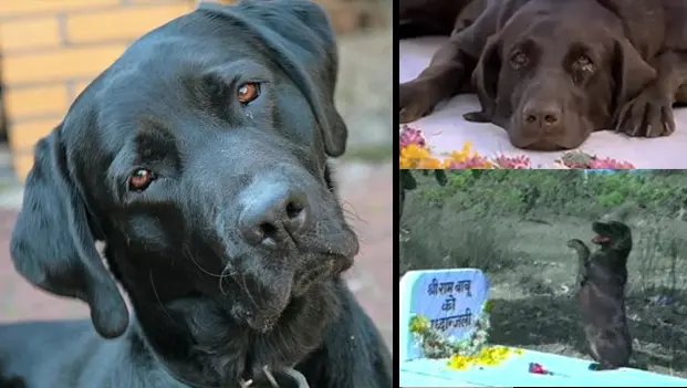 Moti - Teri Meherbaniyan